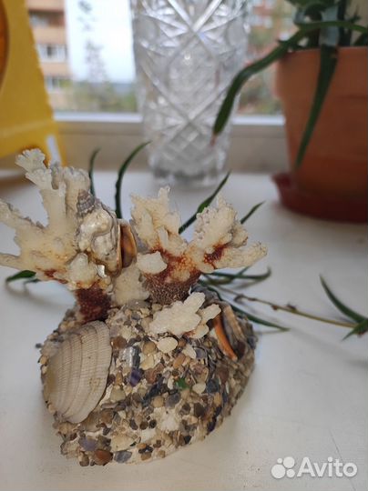 Морской коралл с ракушками