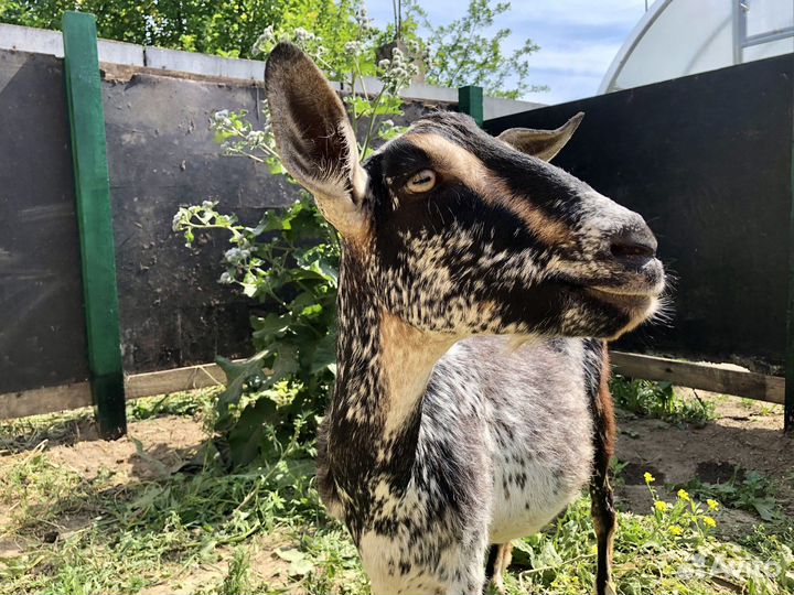 Молоко козье