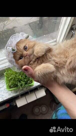 Золотой мальчик