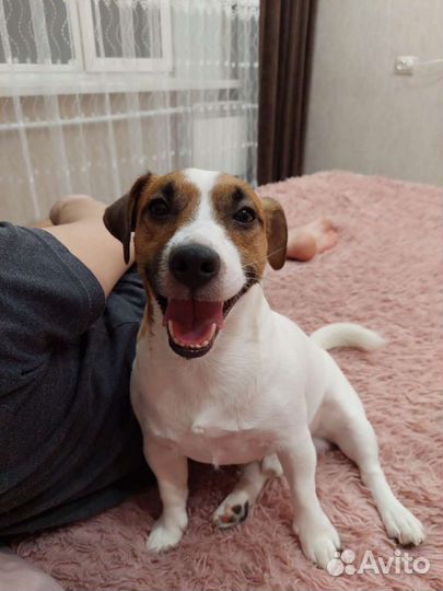 Мальчик ищет девочку для случки