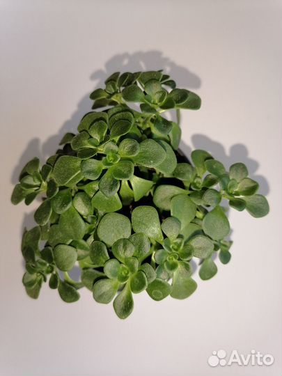 Аихризон дерево любви, Женское счастье