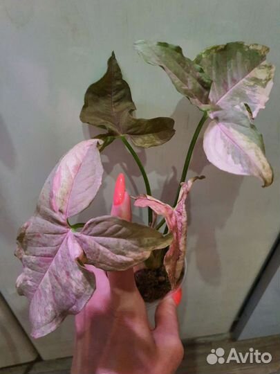 Сингониум Пинк Спот Марбл Дабл вар