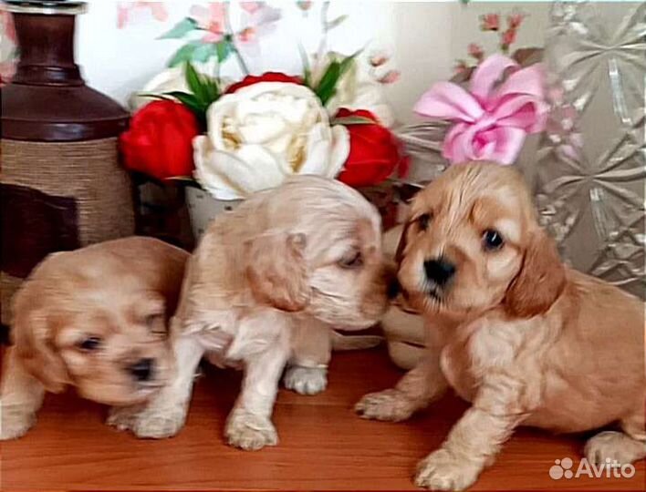 Спаниель щенки