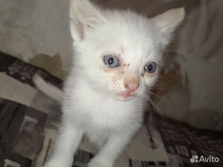 Котята добрые