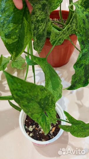 Сингониум моттлед