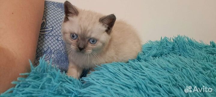 Кот шотландец