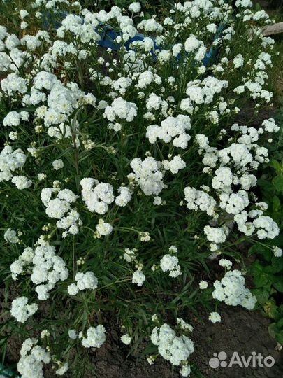 Тысячелистник Птармика (Гипсофила)