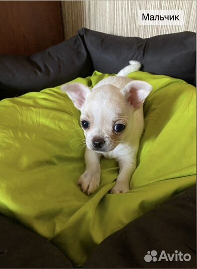 Щенки чихуахуа