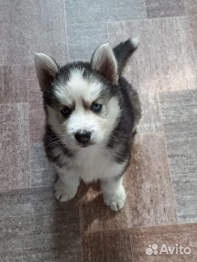 Щенки хаски