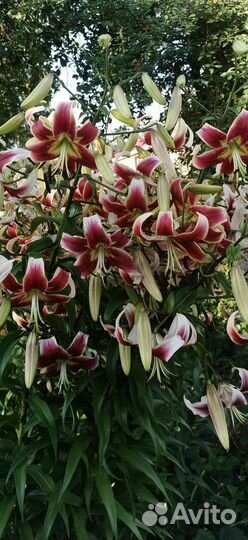 Хризантемы и лилии