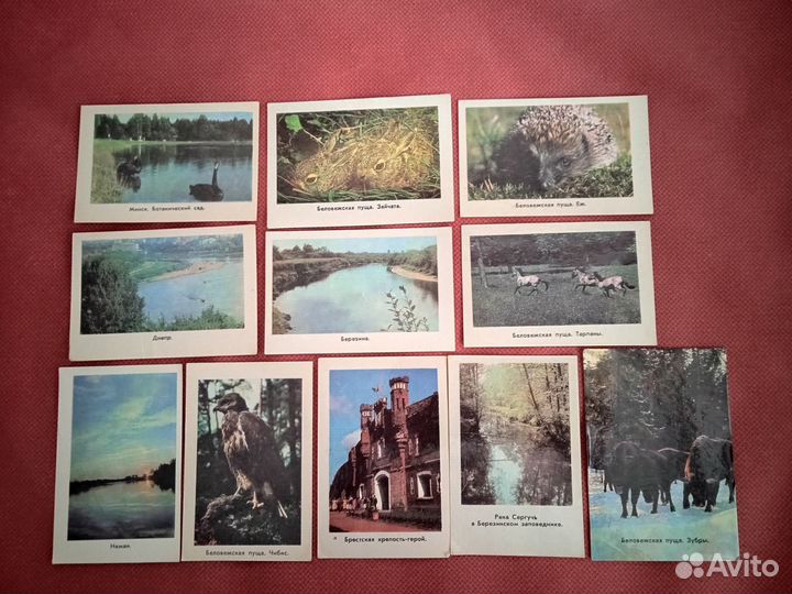 Календарики СССР. Беловежская пуща