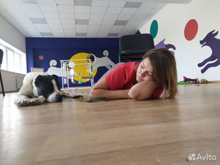 Дрессировка собак всех пород