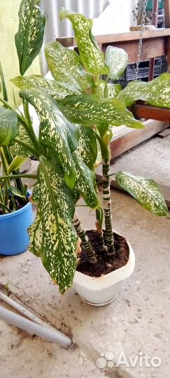 Диффенбахия