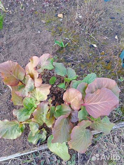 Многолетники