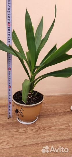 Пальма юкка