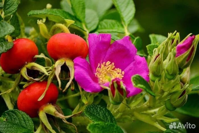 Шиповник Юбилейный