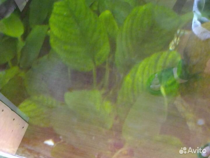 Всё для аквариума