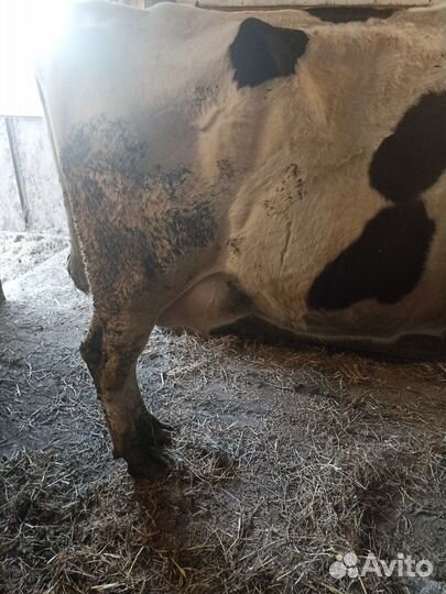 Корова голштинской породы