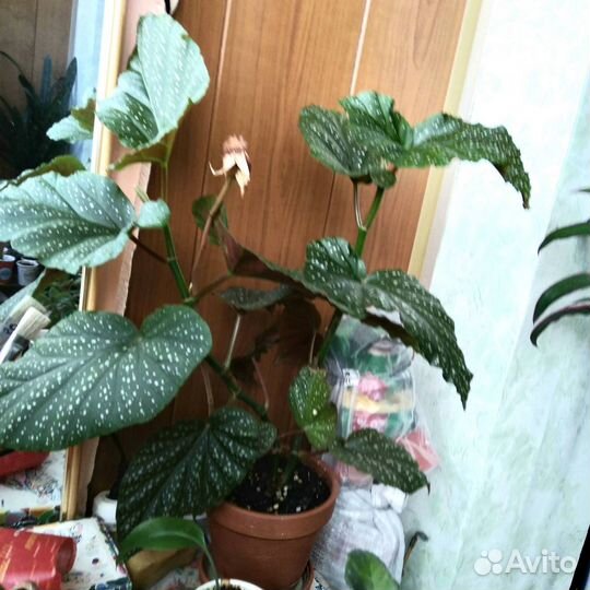 Бегония Королевская