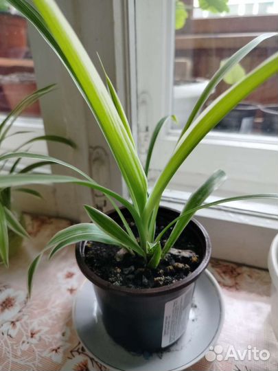 Хлорофитум