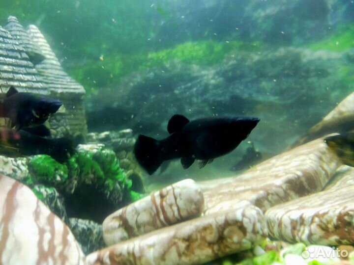 Аквариумные рыбки сомики, моллинезии