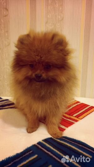 Померанский шпиц девочки