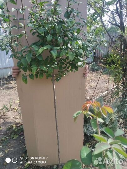 Сирень на штамбе