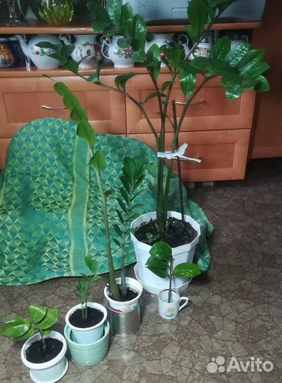 Замиокулькас долларовое дерево