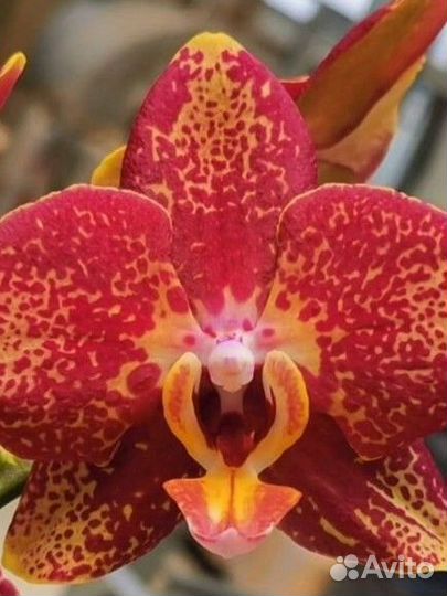 Орхидея фаленопсис