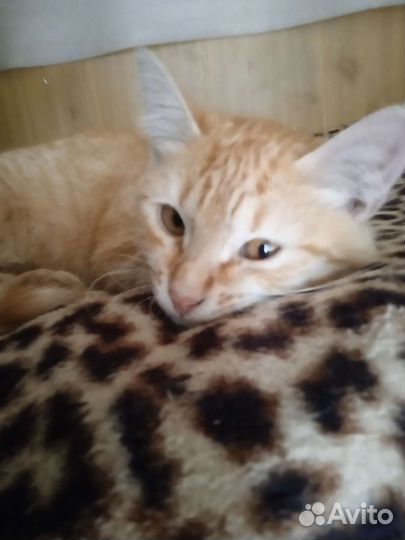 Кошка в дар бесплатно