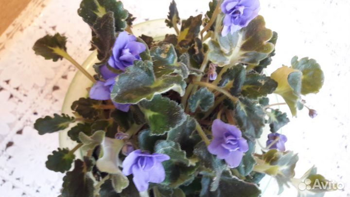 Комнатные цветы фиалки
