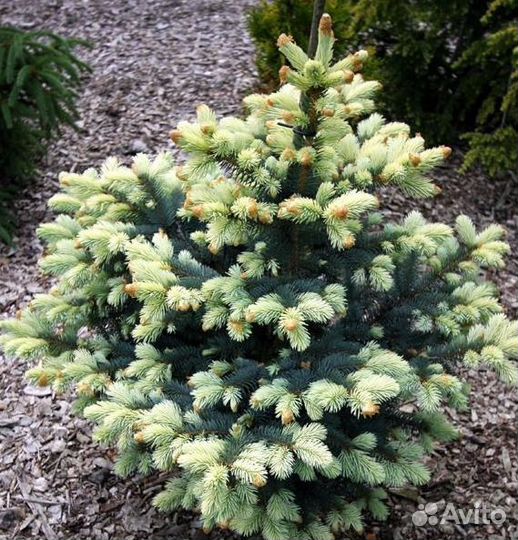 Ели рыдал, белобок, хупси, акракона