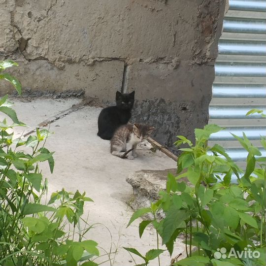 Кошка