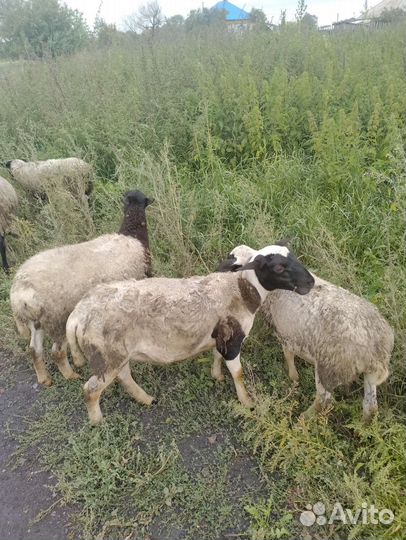 Ярочки дорпер 82.5