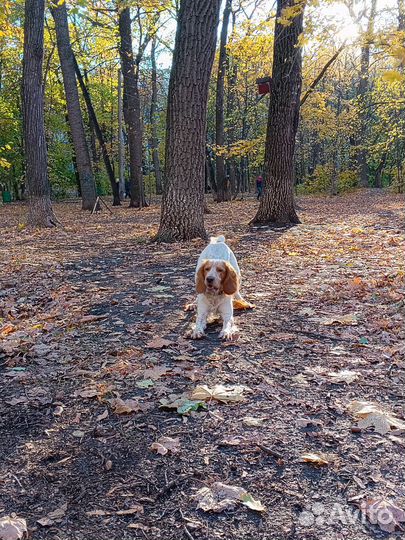 Русский спаниель вязка