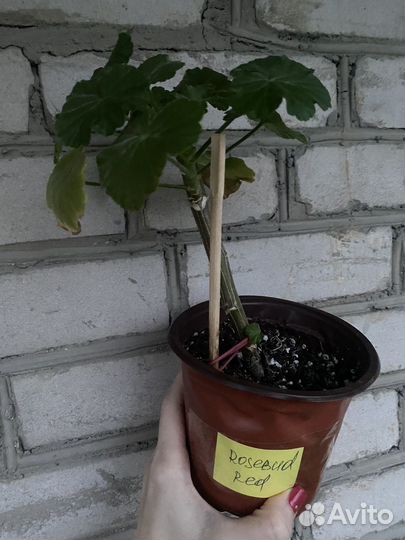 Пеларгония розебудная