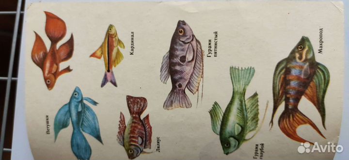 Книга советов,рекомендаций по содержанию рыбок