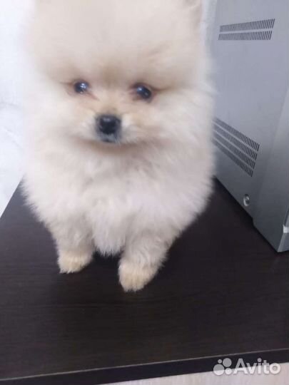 Померанский шпиц