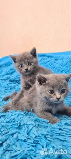 Британские котята
