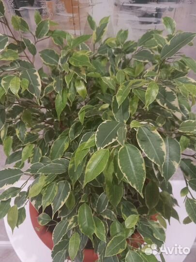 Фикус Бенджамина Кинки