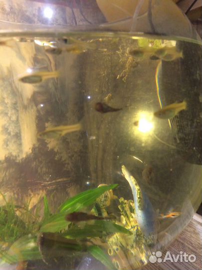 Аквариум 20 и 70литров
