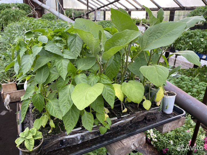Рассада помидор и огурцов
