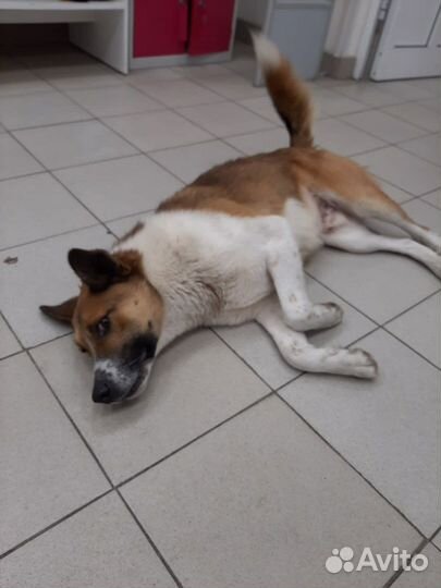 Собака в добрые руки