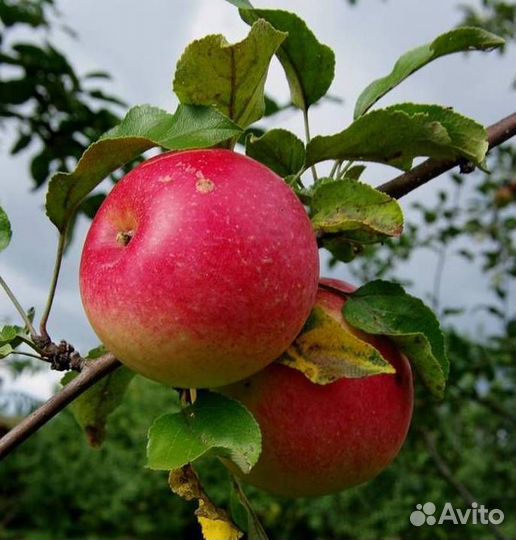 Саженцы яблони Уэлси