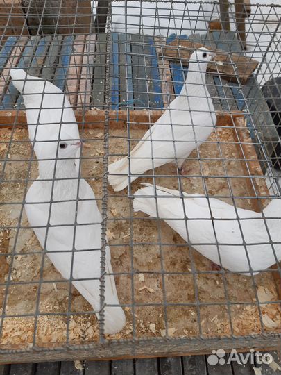 Бакинские голуби красные чили широкохвост лохмоног