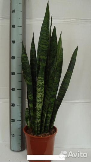 Комнатные домашние растения