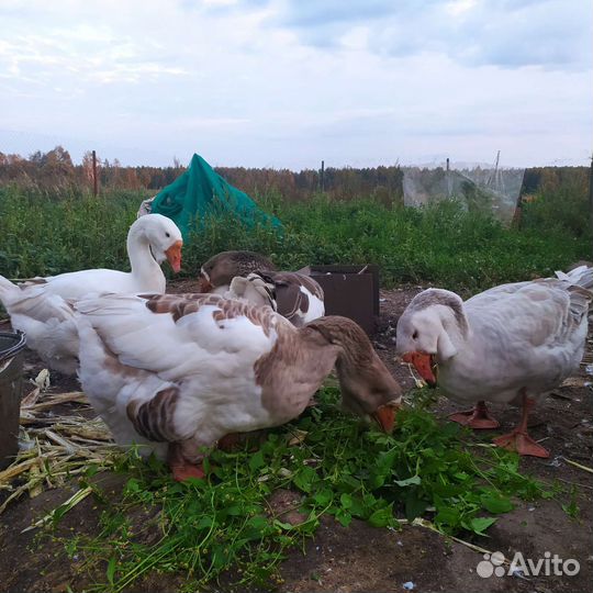 Гуси холмагоры