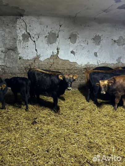 Бочок 25 тысяч 15 дней