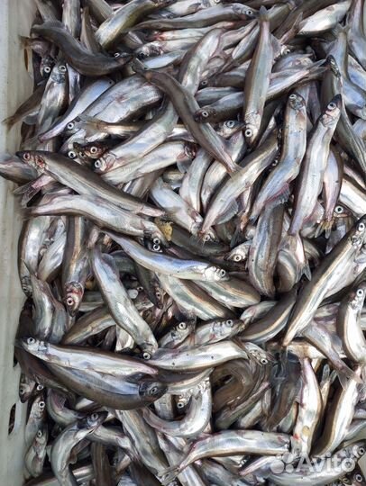 Мойва свежак