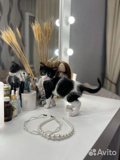 Кошечка-Леди